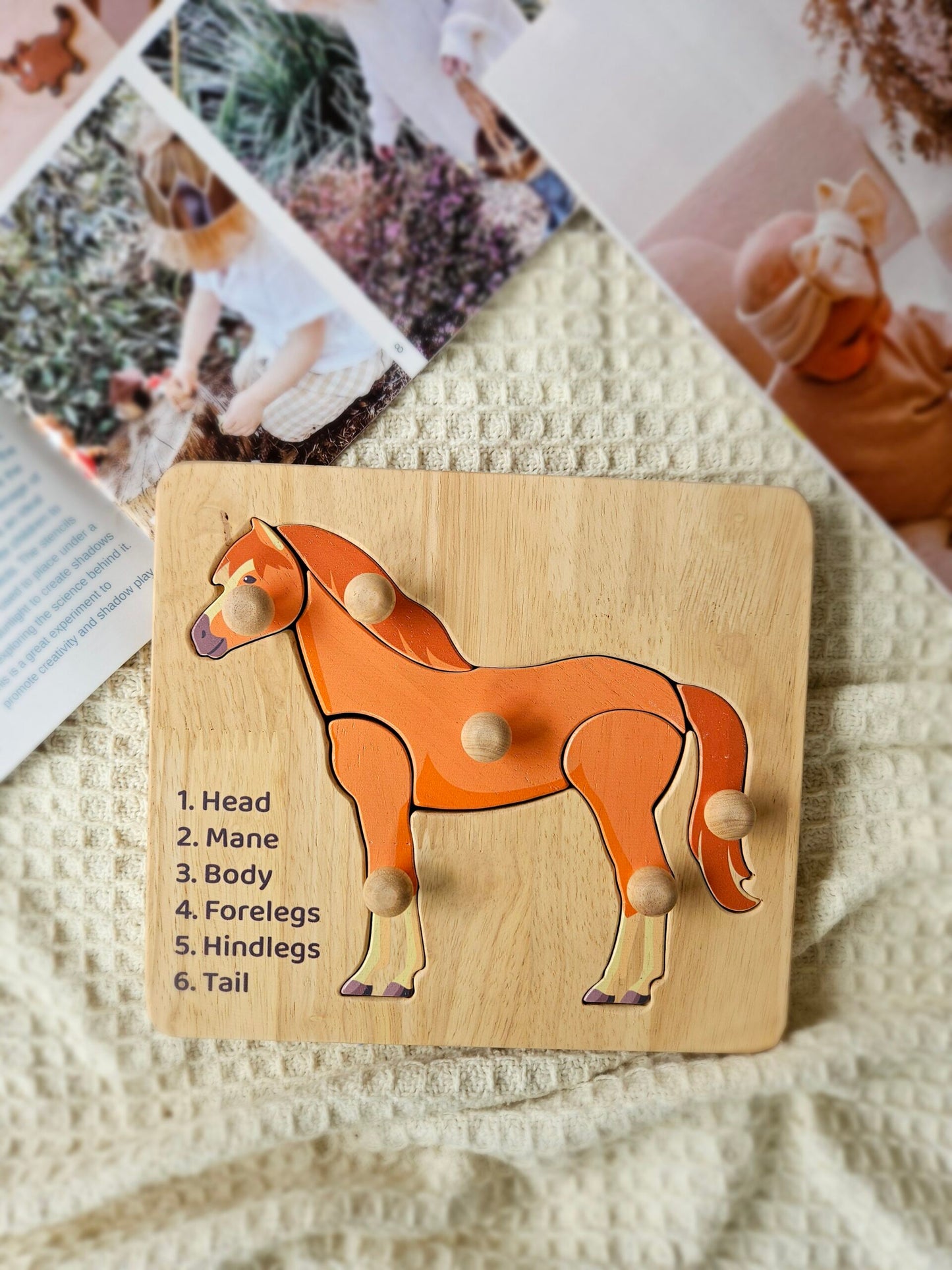 Horse Anatomy Puzzle