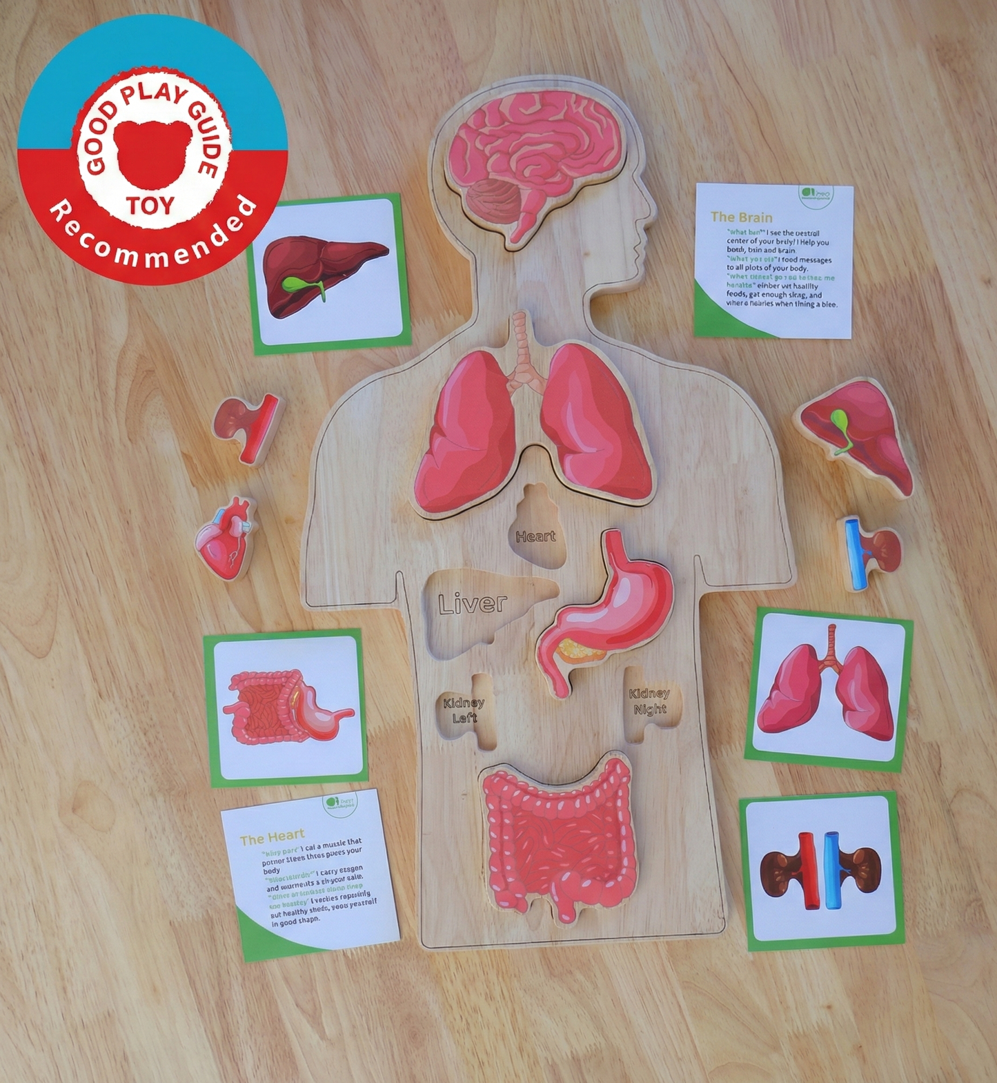 Wooden Human Body Anatomy Puzzle