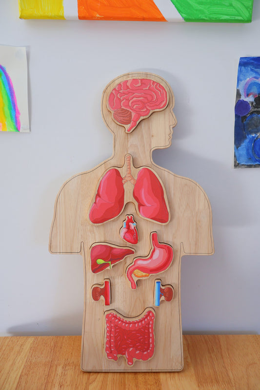 Wooden Human Body Anatomy Puzzle & Learning Set